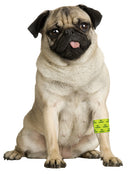 Bandage Petflex Yellow No Chew