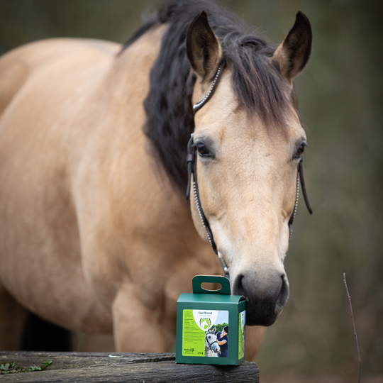 Equi Bronst (Heat)