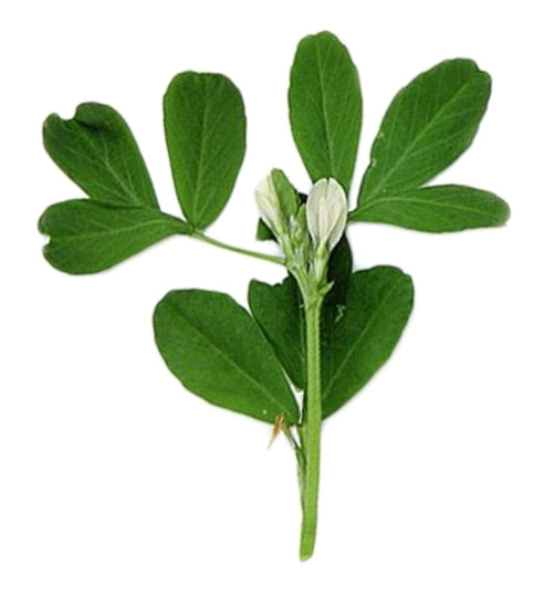 Fenugreek (Bockshornklee)