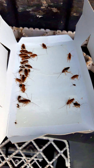 Knock Off Insektenfalle groß