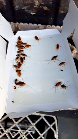 Knock Off Insektenfalle groß