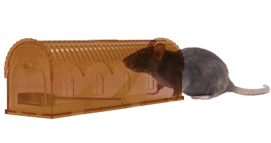 Knock Off Rattenfalle Lebend