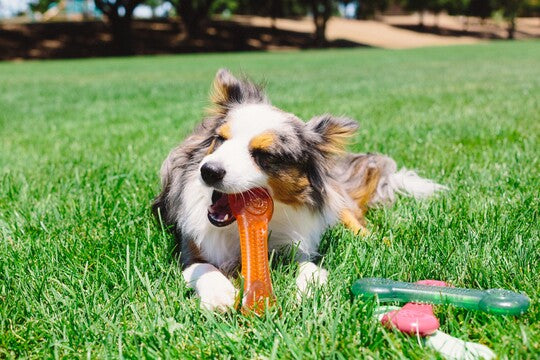 Pet Qwerks Flavorit Flex Erdnuss Butter Bone  L 18 cm