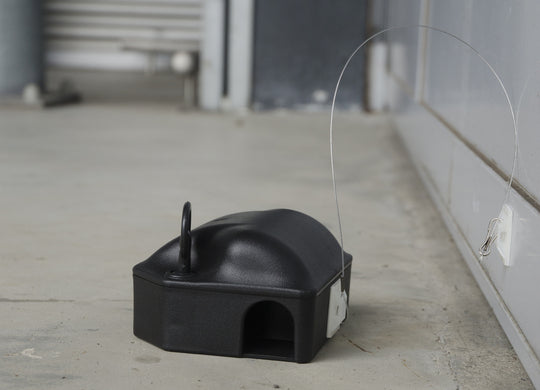 Klebe-Anker, doppelseitig für Köderbox, 25cm + Haken