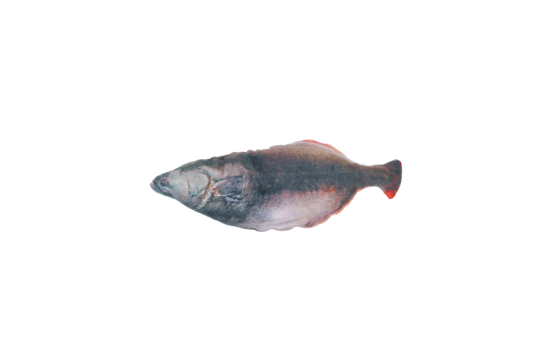 Totally Hooked Halibut M 30cm