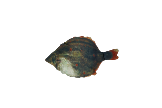 Totally Hooked Plaice S 20cm