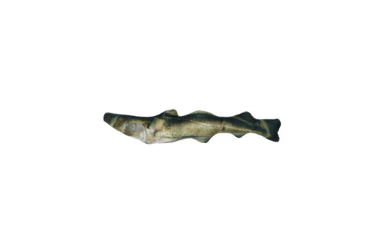 Totally Hooked Cod M 30 cm
