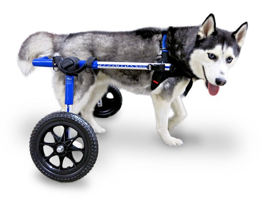 Rolstoel Dog Medium/Large Blauw 09-12, Foam, 12-31 jkg