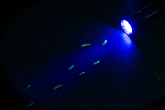 Taschenlampe 5-led UV black light