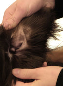 Abwehrkonzentrat Hund 10 ml