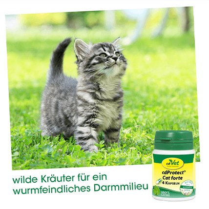 cdProtect Cat forte 4 Kapseln
