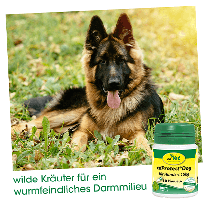 cdProtect Dog >10 kg, 24 Kapseln