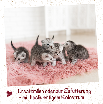 feliTATZ Kittenmilch 750 g